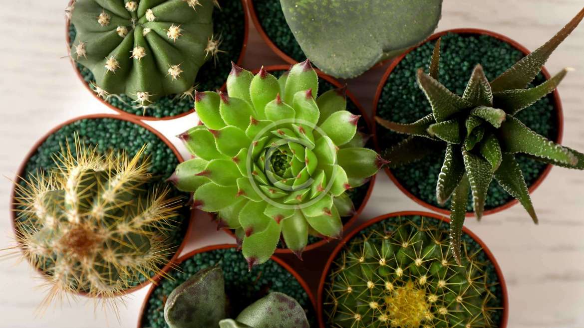 Which plants will like your modern home