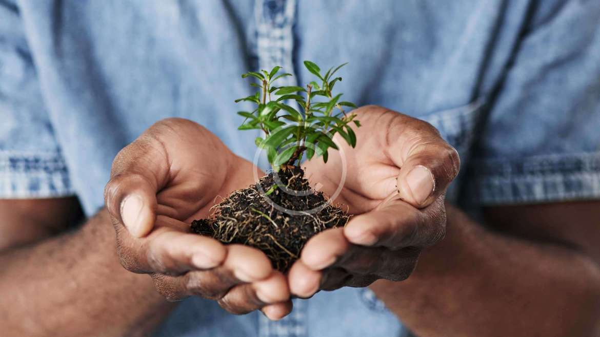 How to take care of exotic plants